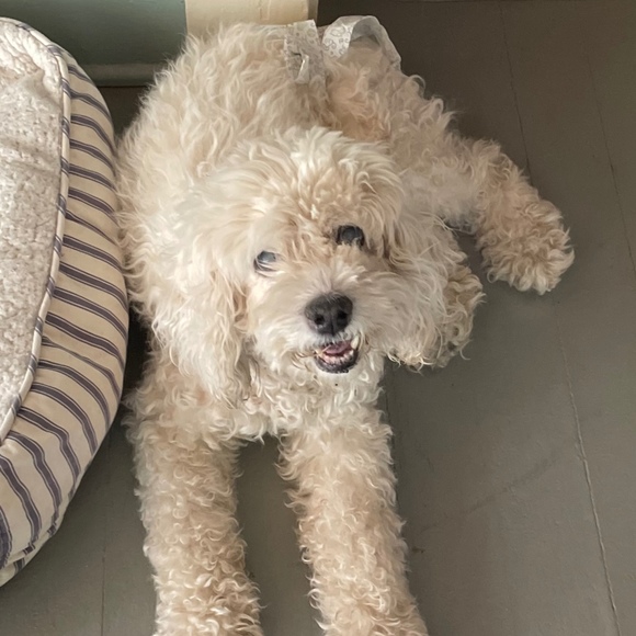 Meet your Posher, Joshua - Picture 1 of 1